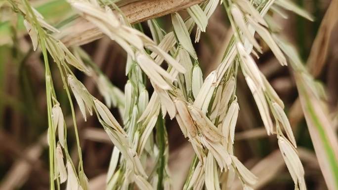 枯萎的稻田水稻病虫害 农业虫害水稻虫害
