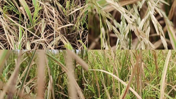枯萎的稻田水稻病虫害 农业虫害水稻虫害