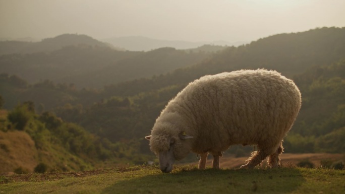 羊在草地上吃草羊吃草一头羊