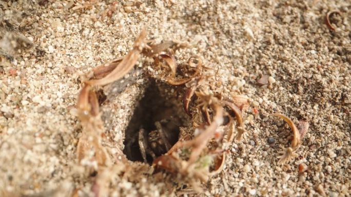 摄像机靠近沙洞，一只蜘蛛从洞里钻出来，看着摄像机。