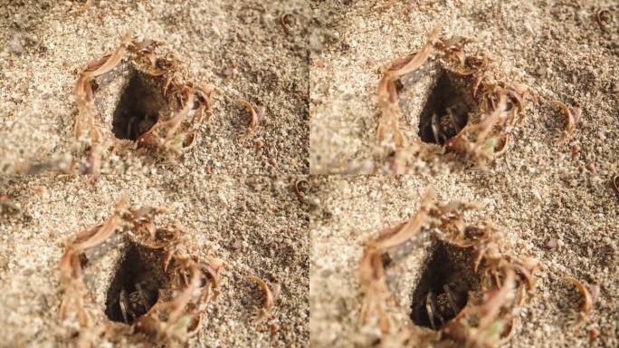 摄像机靠近沙洞，一只蜘蛛从洞里钻出来，看着摄像机。
