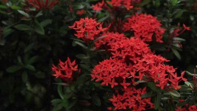 针叶花——红色的针叶花在晨风中摇曳是一种美丽的自然，而美丽的早晨自然中有昆虫和蜜蜂带着花蜜蜂群。