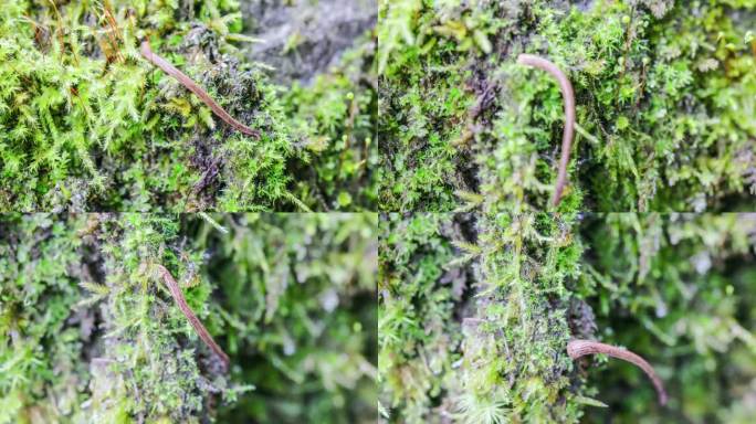 苔藓上的水蛭在蠕动