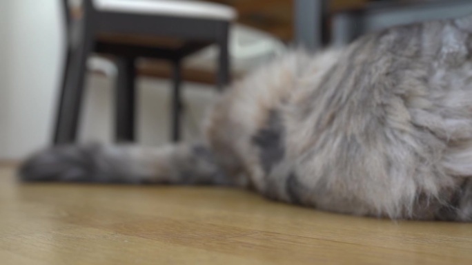 毛茸茸的家猫躺在拼花地板上打呼噜