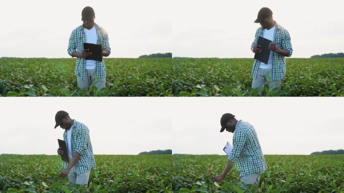 一位黑人农民在大豆地里，在写字板上写字，检查庄稼的质量和生长情况