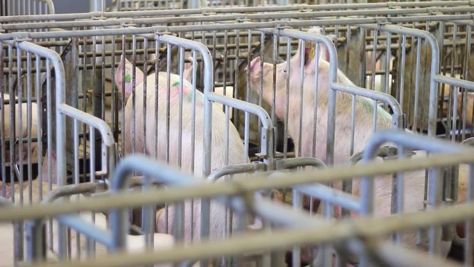 农场里的猪——特写。母猪在笼子里与小猪一起产仔