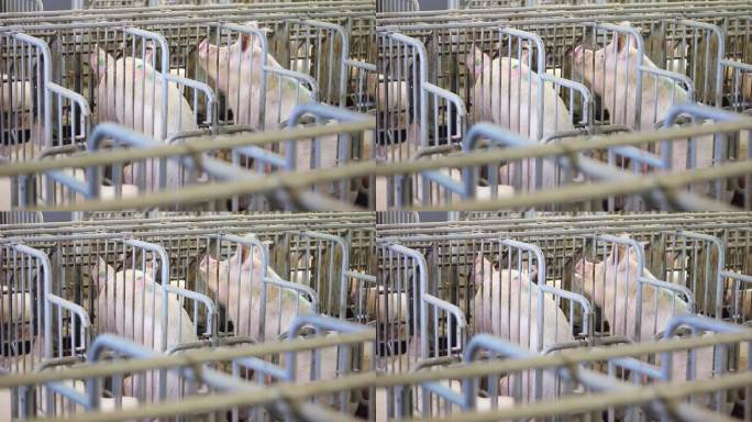 农场里的猪——特写。母猪在笼子里与小猪一起产仔