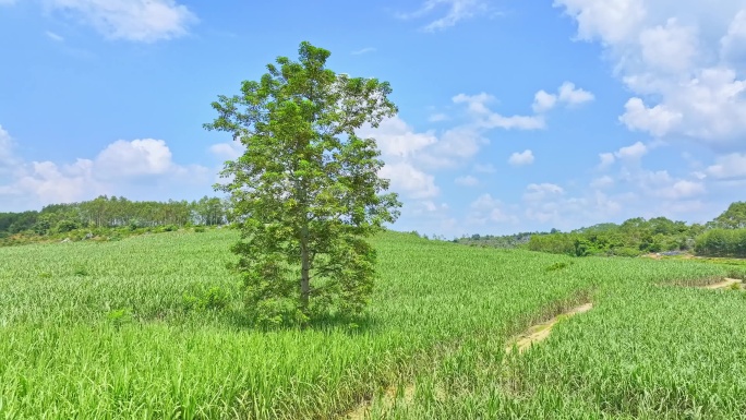 航拍甘蔗种植园木棉树小土路