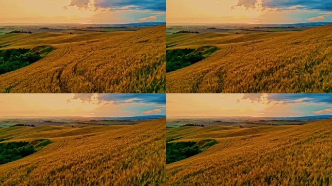 夕阳下，无人机在起伏的景观中拍摄金色的小麦作物