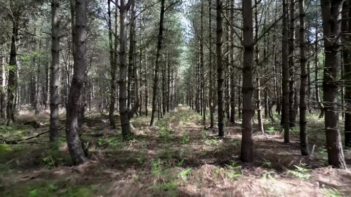 在英国萨福克郡，UFO降落事件的报告地点，在伦德尔沙姆森林林地的树木之间快速移动