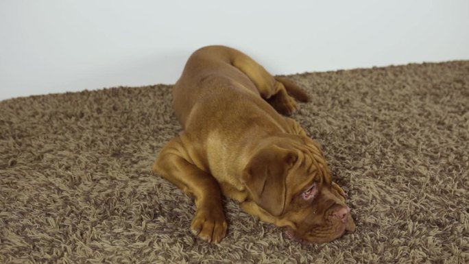 法国獒犬躺在地毯上。一只大狗的爪子在美味食物的唾液中。