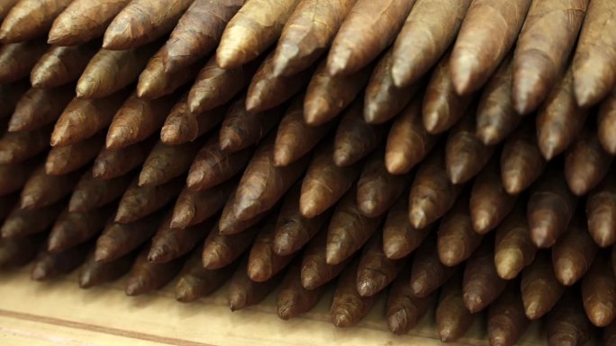 许多刚刚卷好的手工制作的最昂贵的完美雪茄的特写，准备贴标签。这家工厂生产世界上最好的雪茄