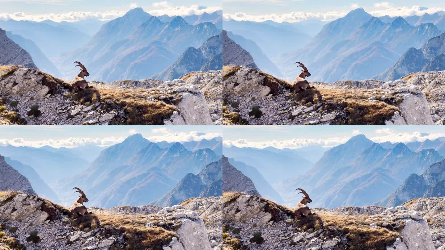 野生动物拍摄的高山山羊