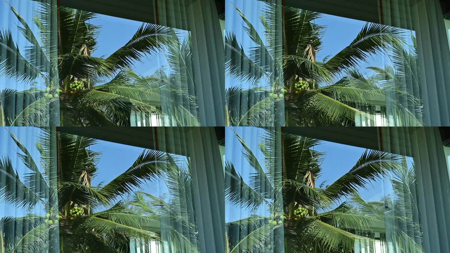 椰树倒映在窗玻璃上，随着风的吹拂，慢动作的自然景色