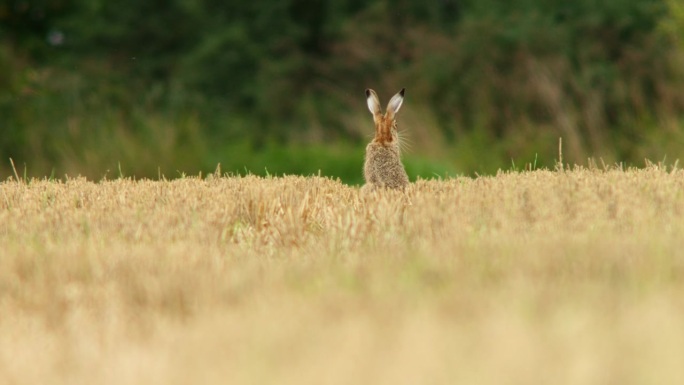 欧洲褐兔(Lepus europaeus)坐在收获的残茬地里