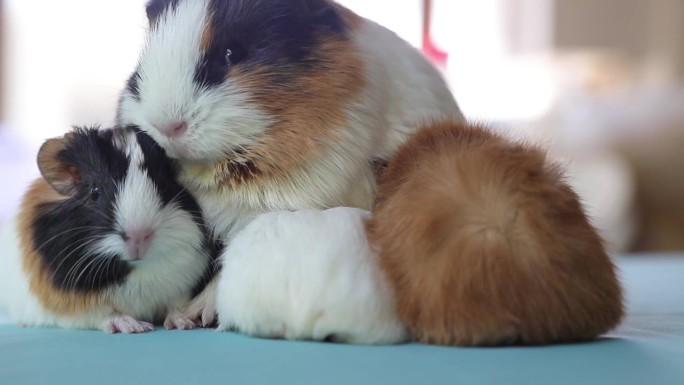 刚出生的豚鼠妈妈。母乳喂养她的孩子。她刚生完孩子;和她可爱可爱的小狗。
