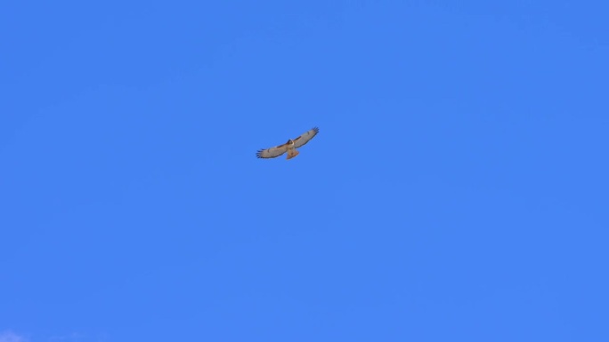 红尾鹰在加拿大安大略省多伦多机场附近的蓝天上飞翔。北美。城市里的野生动物。