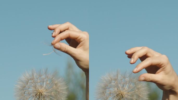 一名妇女手里拿着一朵成熟的角羚花，一颗一颗地摘下蓬松的种子。它们随风飘走了。垂直视频。
