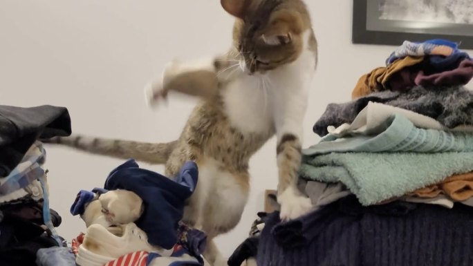 猫在一堆衣服上玩耍