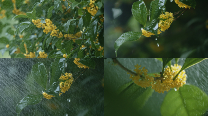 桂花雨中桂花唯美桂花树桂花特写桂花开花