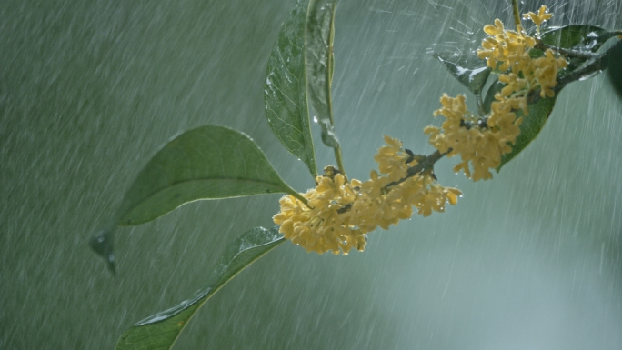 桂花雨中桂花唯美桂花树桂花特写桂花开花