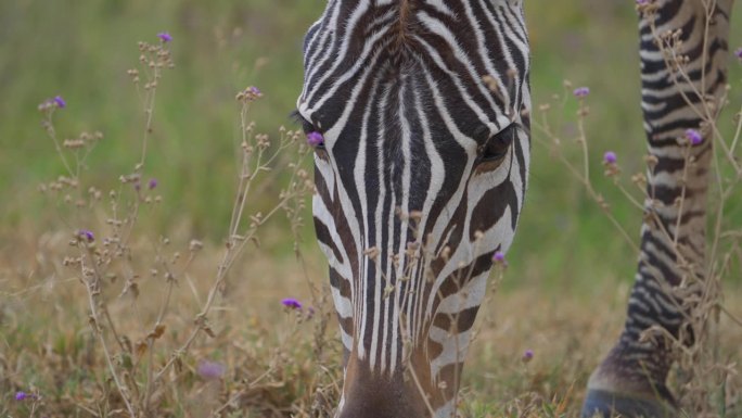 马赛马拉大草原上一只斑马吃草的特写