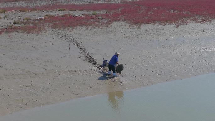 地笼 捕鱼 湿地  红滩