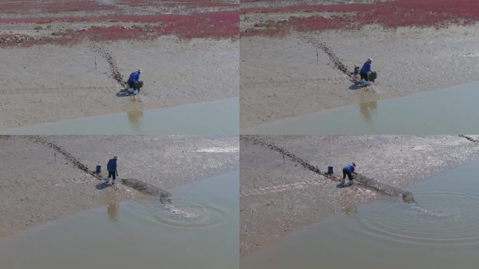 地笼 捕鱼 湿地  红滩