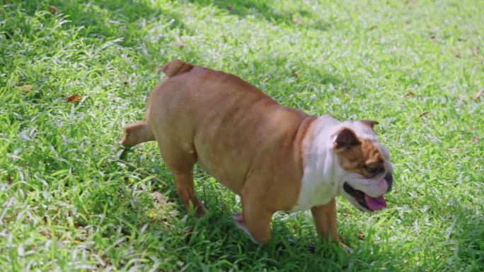 英国斗牛犬在公园里从山上走下来的镜头