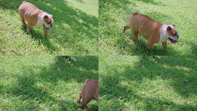 英国斗牛犬在公园里从山上走下来的镜头