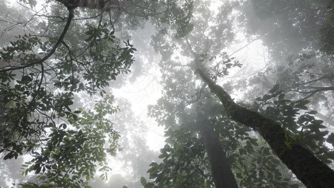 雾中的树叶晨雾迷雾迷幻