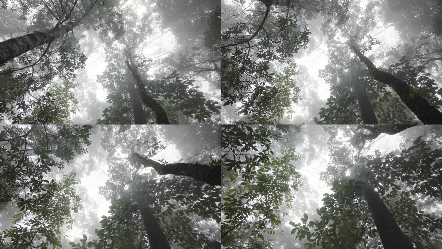 雾中的树叶晨雾迷雾迷幻