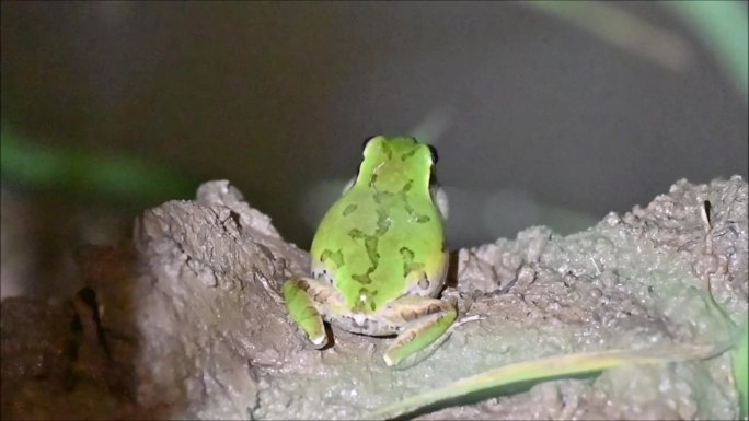 日本树蛙晚上在稻田里呱呱叫