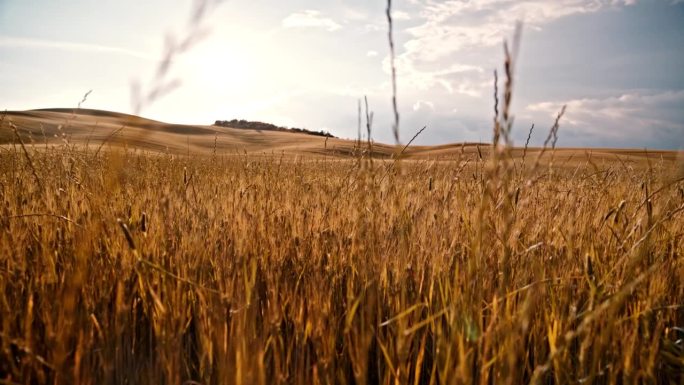 风景优美的田园风光，金色的小麦作物在阳光明媚的夏日乡村，托斯卡纳