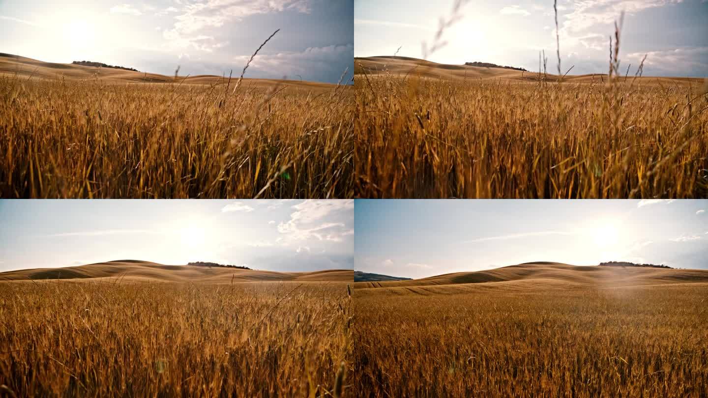 风景优美的田园风光，金色的小麦作物在阳光明媚的夏日乡村，托斯卡纳