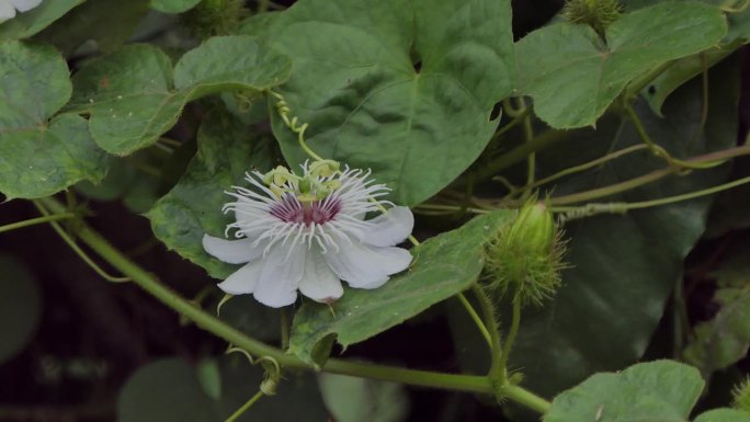 有机园艺中臭西番莲的白花。