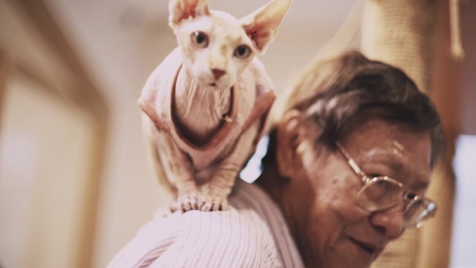 老人带着一只斯芬克斯猫