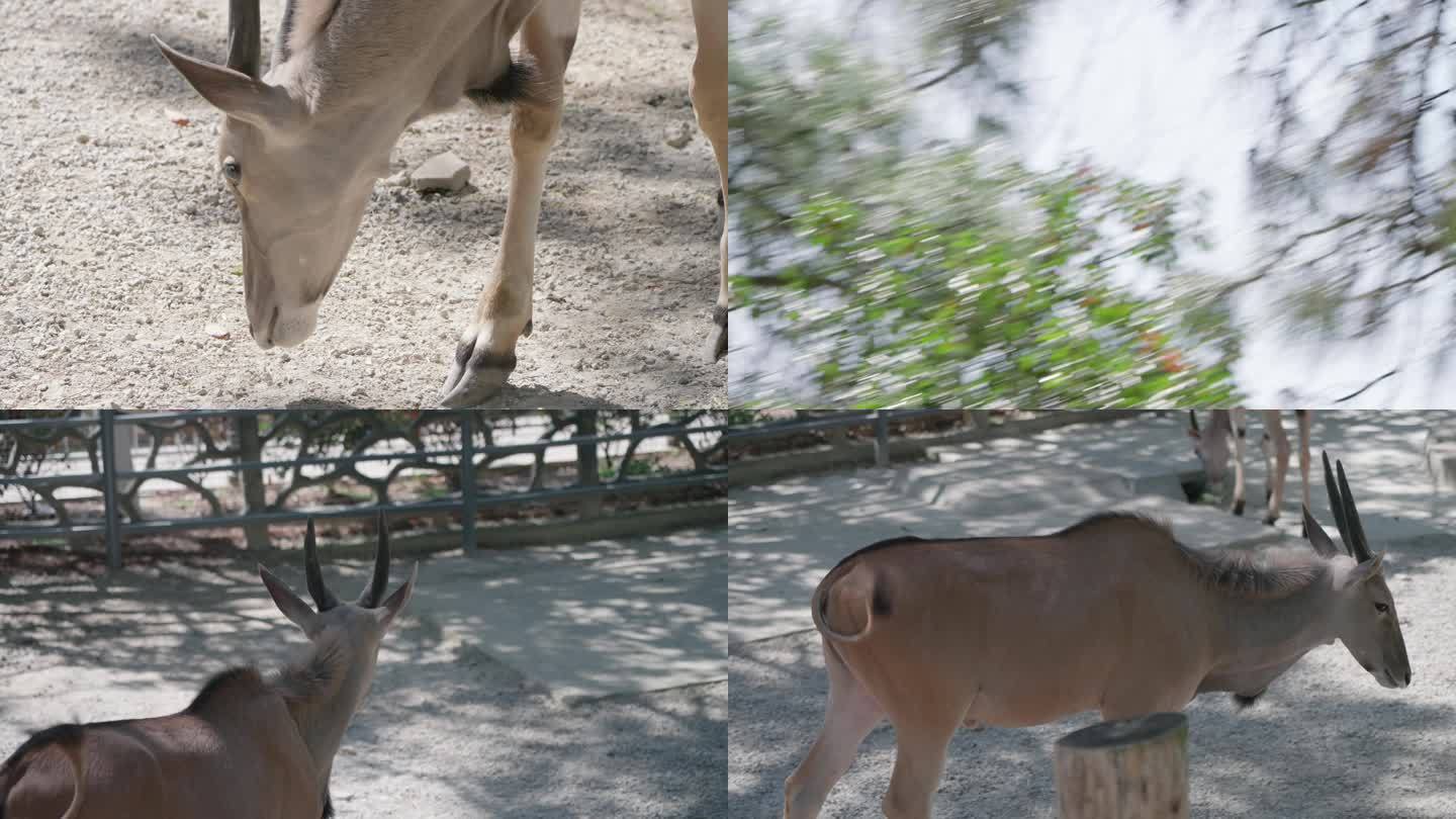 武汉九峰森林动物园里的旋角大羚羊