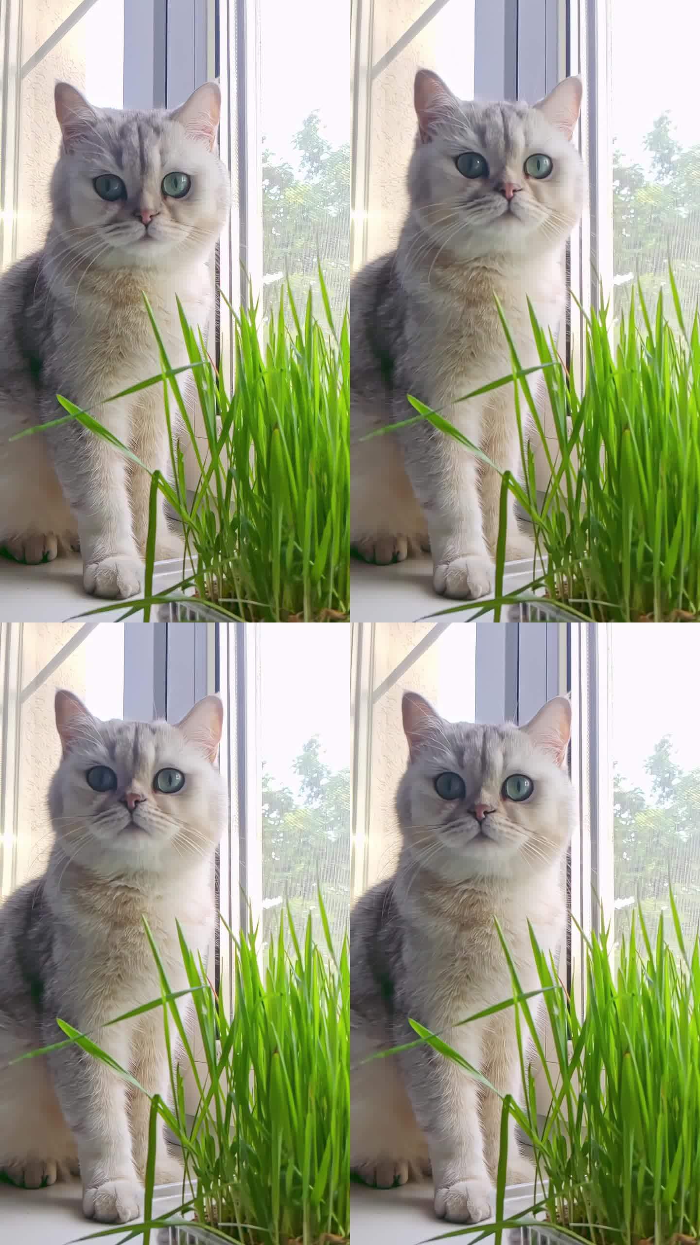 漂亮的白猫，大眼睛，坐在旁边的绿猫草生长在一个锅靠窗