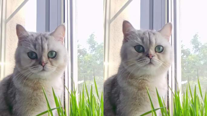 漂亮的白猫，大眼睛，坐在旁边的绿猫草生长在一个锅靠窗