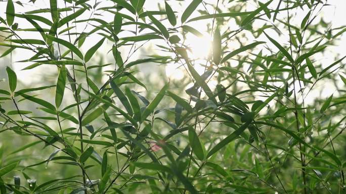 阳光透射过竹子中国风大自然绿色