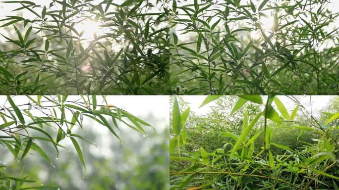 阳光透射过竹子中国风大自然绿色