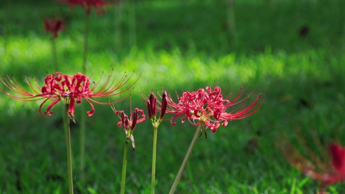 草坪上盛开的红蜘蛛百合的景色