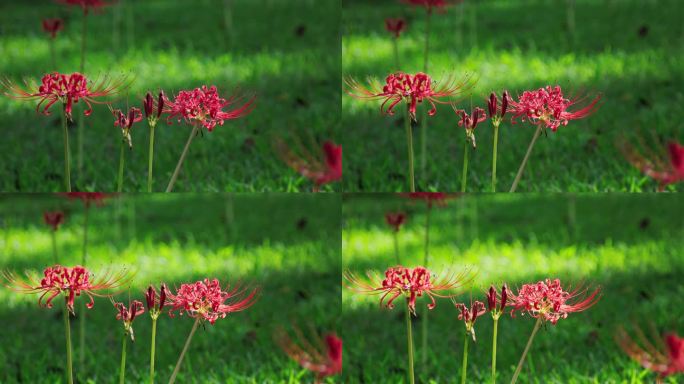 草坪上盛开的红蜘蛛百合的景色