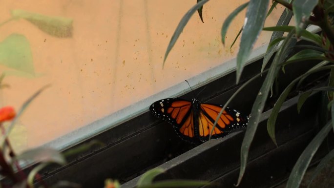 黑脉金斑蝶试图依附在靠近绿色植物的外墙上