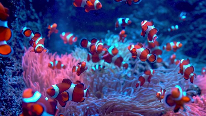 红白条纹鱼小丑。鱼在海藻和珊瑚礁之间游来游去。海底。海洋生物。