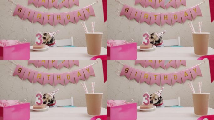 狗生日蛋糕，宠物庆祝，和家人在家里聚会，小狗戴着生日帽吃着罐头蛋糕
