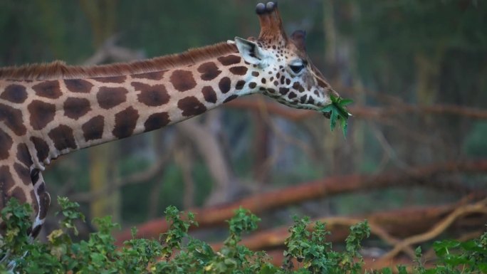 非洲肯尼亚纳库鲁湖，马赛长颈鹿正在吃树上的嫩芽