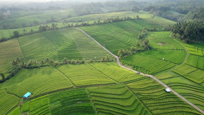 航拍电影，环绕拍摄巴厘岛郁郁葱葱的绿色稻田