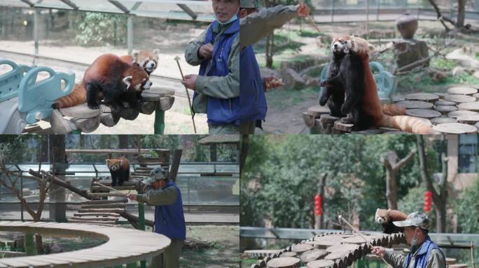 武汉光谷九峰森林动物园的小熊猫